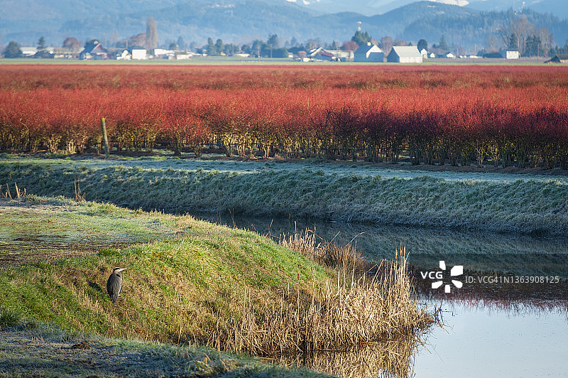 苍鹭准备捕食图片素材