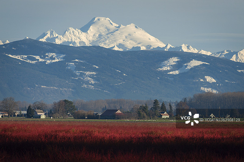 华盛顿州斯卡吉特河谷的鲜红色冬季蓝莓灌木图片素材