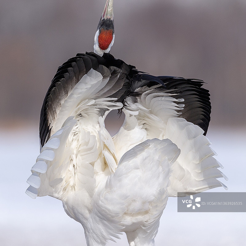 丹顶鹤图片素材