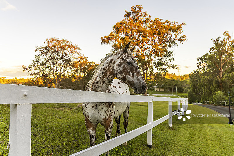 阿帕卢萨马图片素材