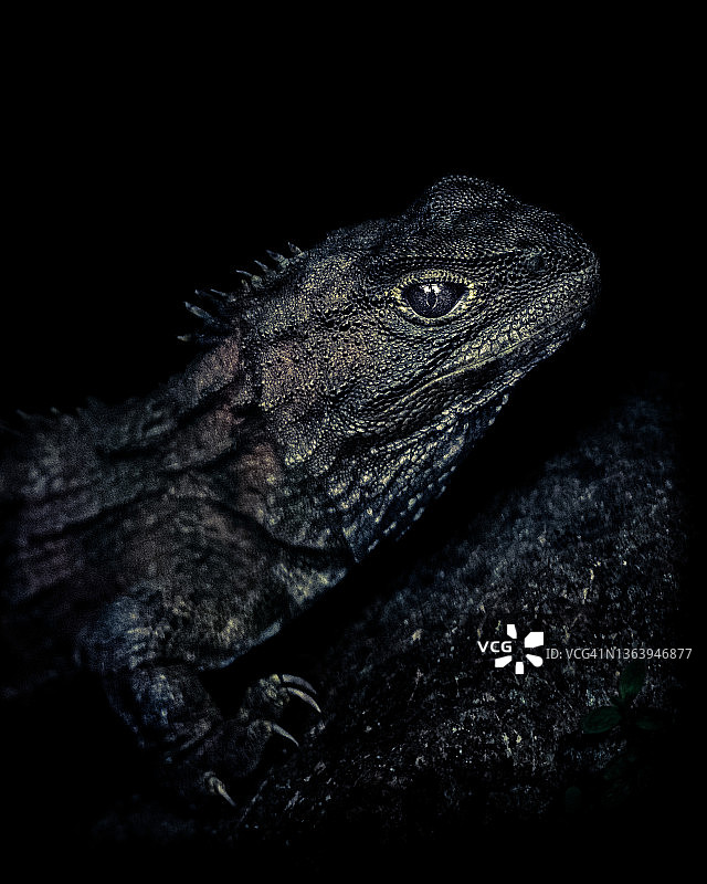 新西兰鬣蜥低调艺术肖像图片素材