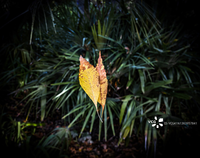 两片悬挂在细绳上的叶子图片素材