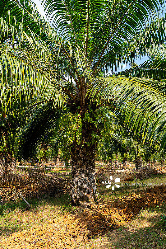油棕种植园图片素材