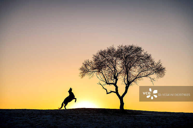 冬天草原上的马和树图片素材