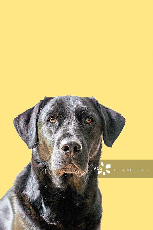 黄色背景上的黑色拉布拉多寻回犬图片素材