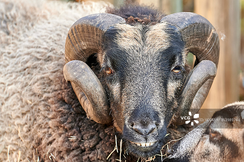 加拿大盘羊正面特写图片素材