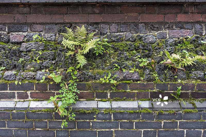 长满苔藓和蕨类的旧砖墙图片素材