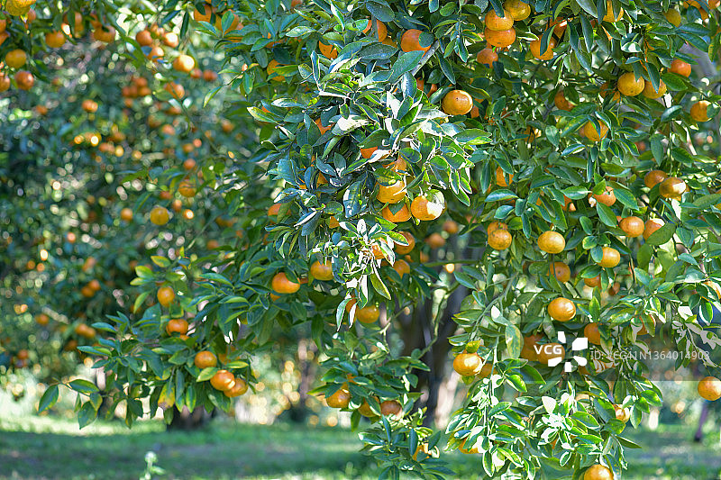 植物上成熟金橘背景图片素材
