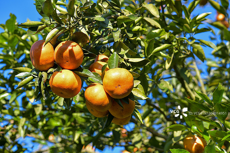 植物上成熟金橘背景图片素材
