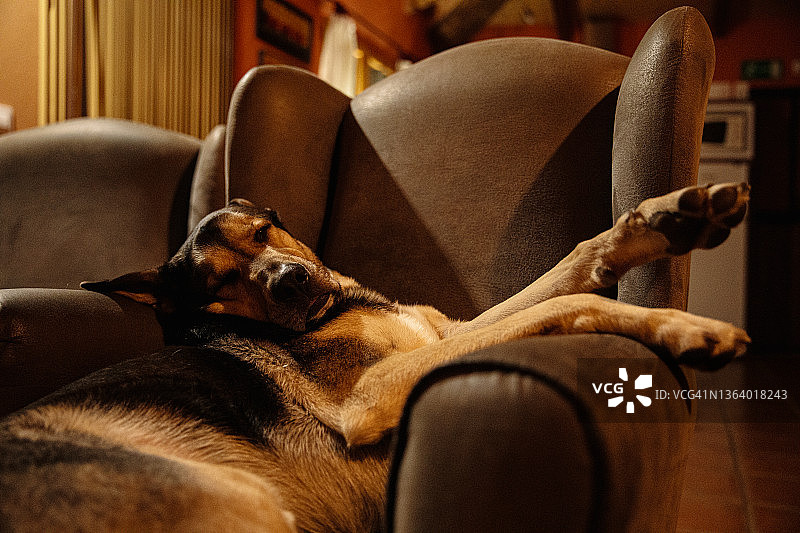 狗在红色扶手椅上休息图片素材