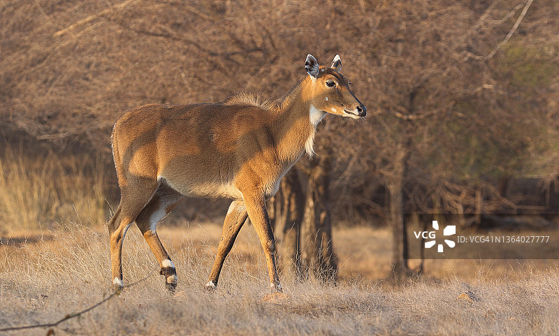 晨曦中的雌性蓝牛图片素材