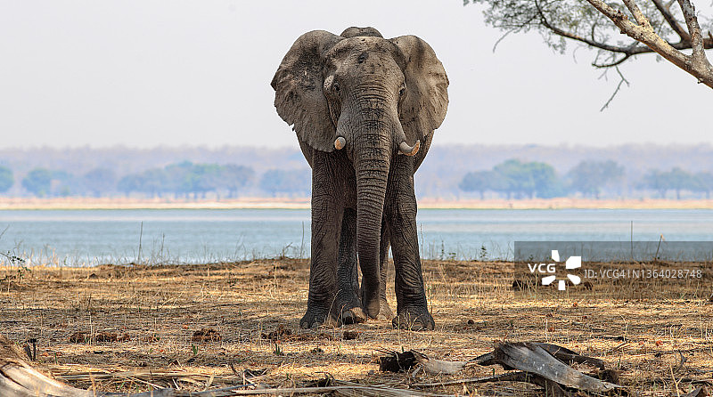赞比西河前的大象图片素材