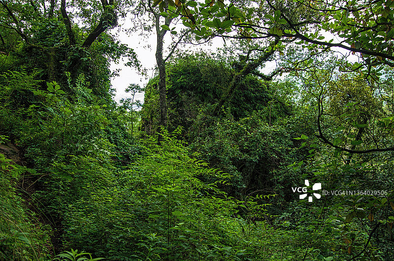 墨西哥莫雷洛斯州特波斯特兰附近山区人行道旁蔓生的植被图片素材