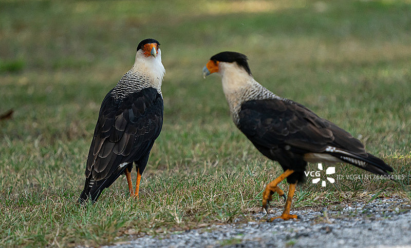 两种凤头卡拉鹰打招呼 - 卡拉卡拉鹰图片素材