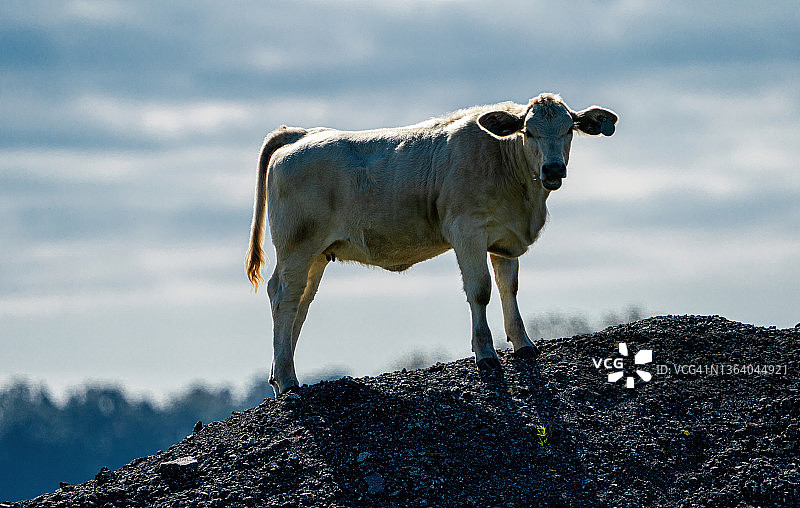 山顶上的安格斯白牛图片素材
