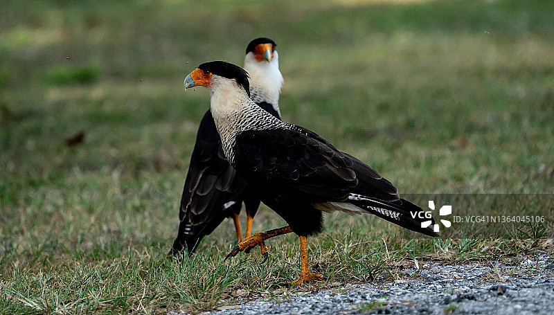 凤头卡拉鹰情侣图片素材