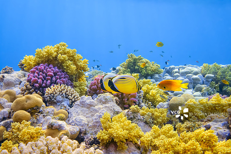 红海珊瑚礁上的黑尾蝴蝶鱼图片素材