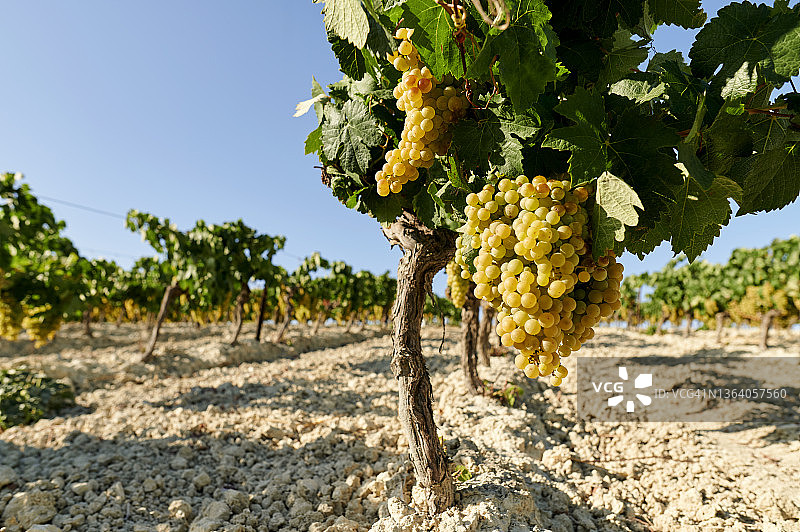 葡萄园风光图片素材