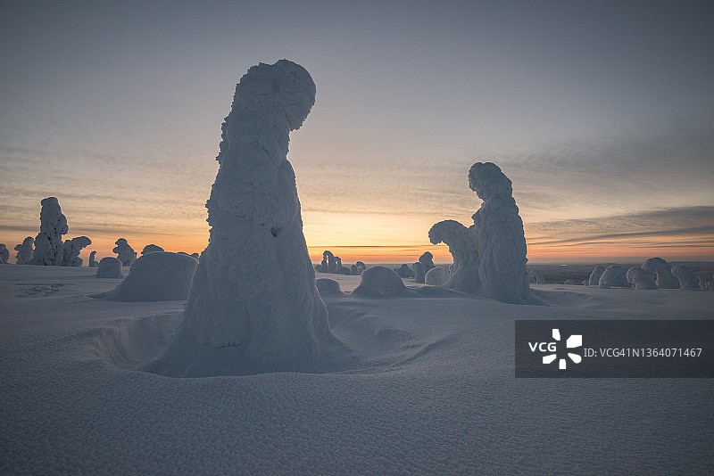 日落时分，在芬兰拉普兰波西奥的Riisitunturi国家公园，被雪覆盖的树木图片素材