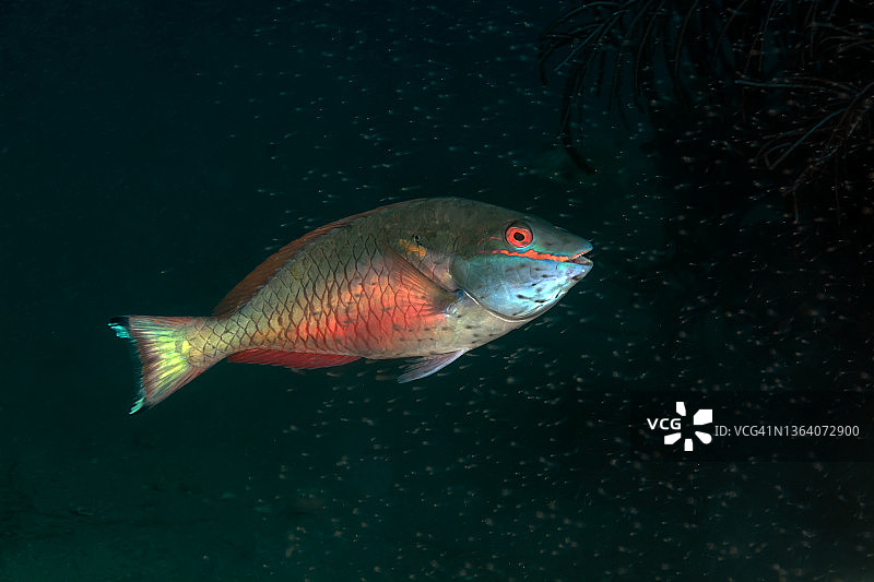 红带鹦嘴鱼图片素材