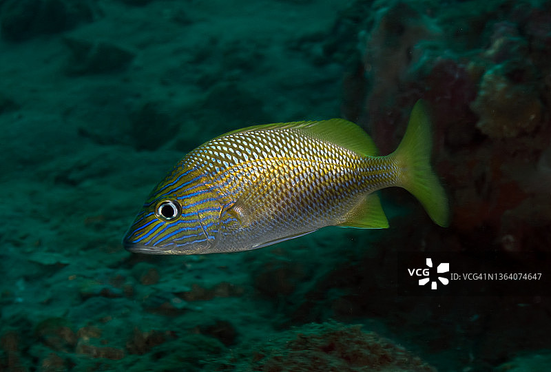 白色咕哝声图片素材