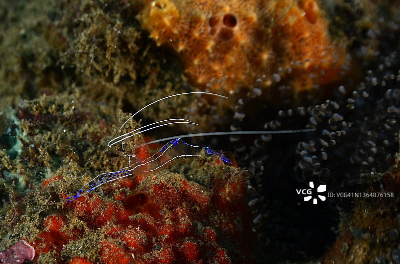 清洁虾图片素材