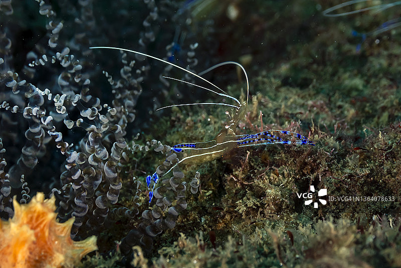 清洁虾图片素材