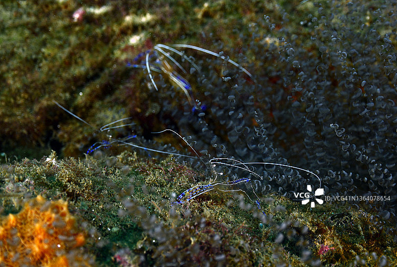 清洁虾图片素材