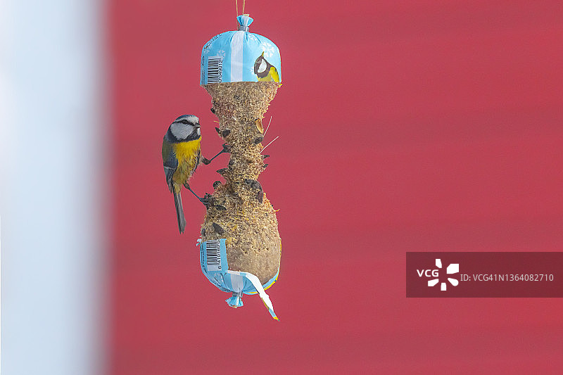 蓝山雀特写图片素材