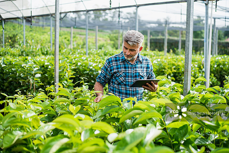 男人使用平板电脑技术种植植物图片素材