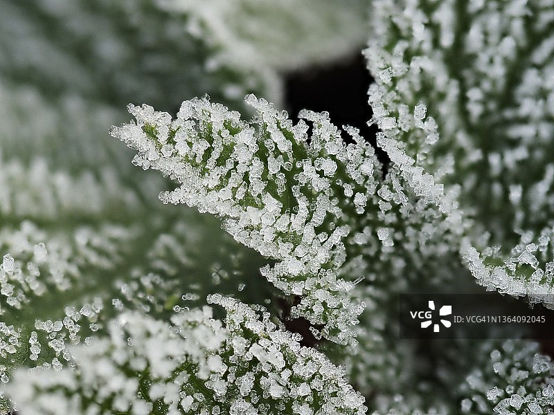 冬季植物叶片冰霜特写图片素材