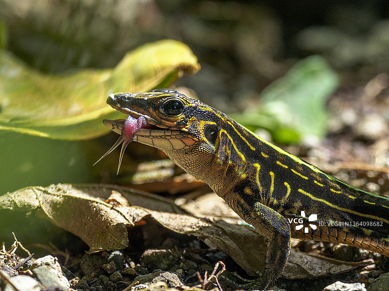 中美洲丽蜥图片素材