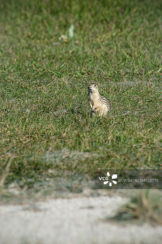 土拨鼠栖息地图片素材
