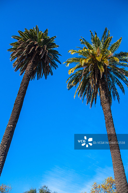 阿根廷布宜诺斯艾利斯圣安东尼奥德阿雷科主广场的棕榈树图片素材