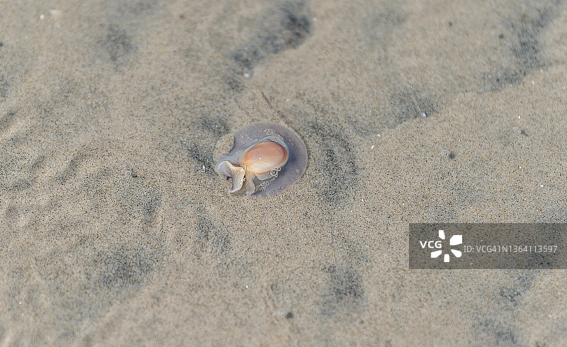 大西洋玉螺将自己埋在水下沙中图片素材