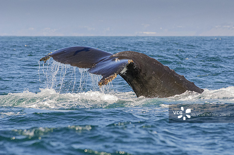 尾巴高出海面的座头鲸图片素材