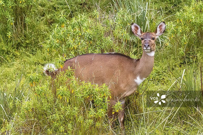 山地尼亚拉图片素材
