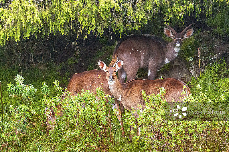 山地尼亚拉图片素材