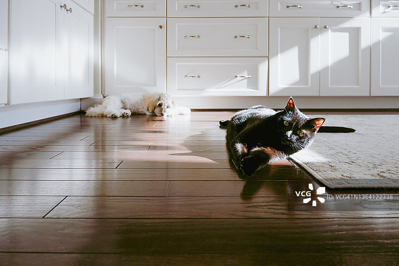 猫咪和狗狗在厨房阳光下放松图片素材