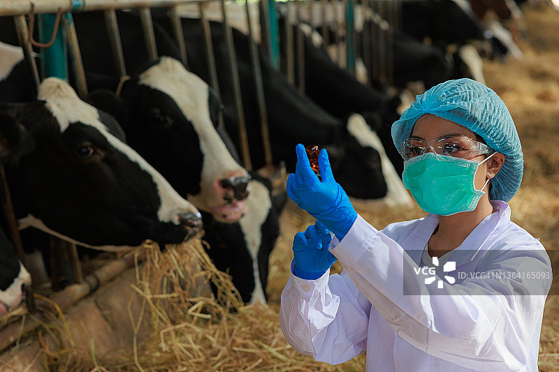 亚洲女兽医为农场里的牛准备疫苗图片素材