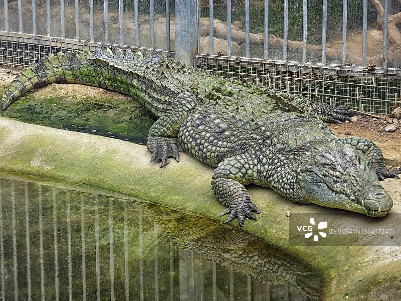 动物园里休息的巨大尼罗鳄图片素材