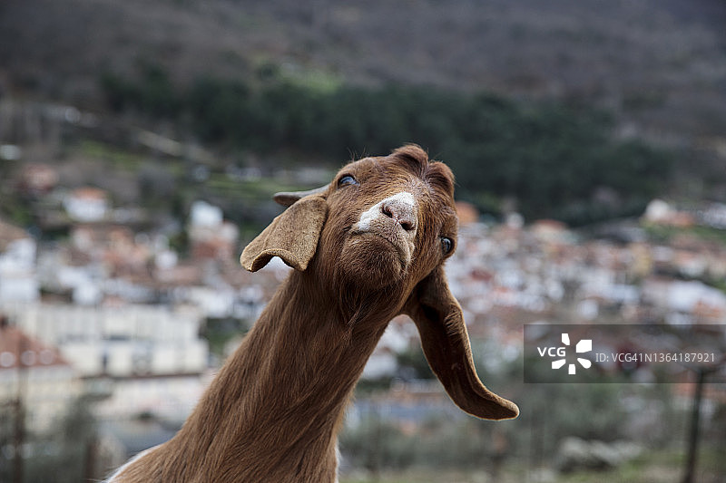 有趣的山羊肖像图片素材