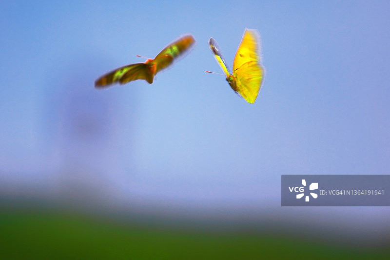 蝴蝶比翼双飞图片素材