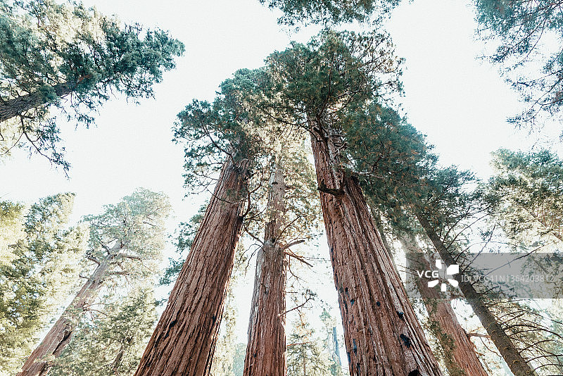 红杉国家公园的红杉树图片素材