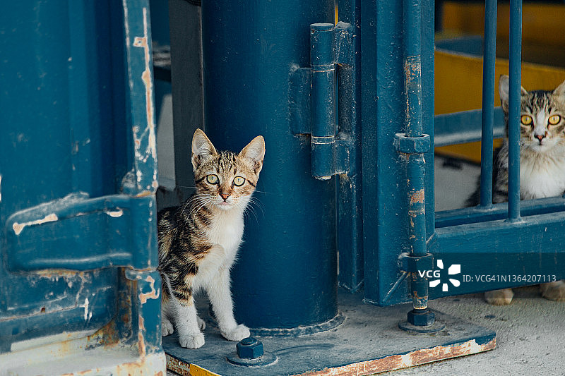 街上的猫图片素材
