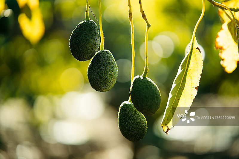 西班牙马拉加哈斯鳄梨种植园图片素材