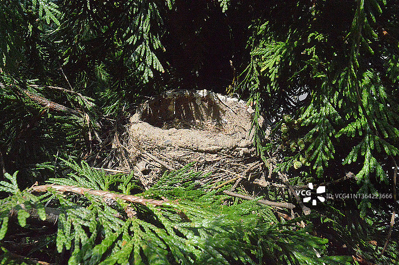 鸟巢图片素材