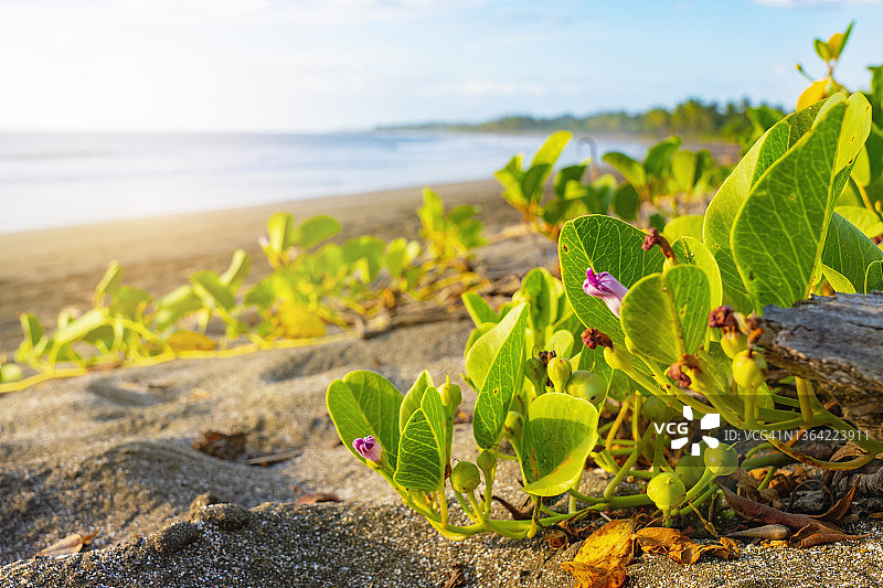 在哥斯达黎加胡恩基亚拉尔海滩沙滩上生长的开花植物图片素材
