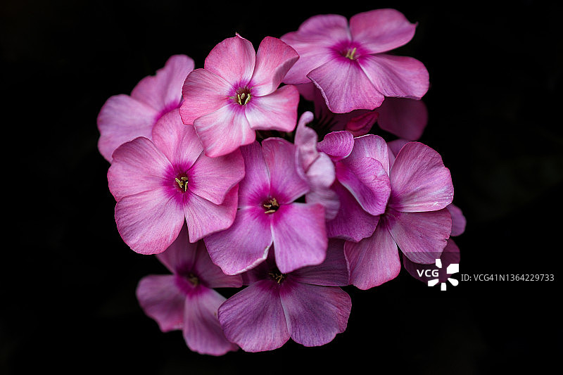 黑色背景上的粉色福禄考图片素材