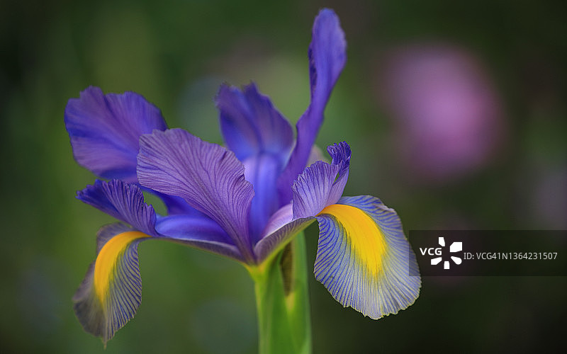 紫色和蓝色荷兰鸢尾花与韭葱散景微距图片素材